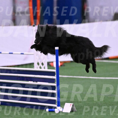 Score-Viola-Dyer-26055