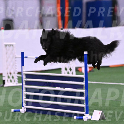 Score-Viola-Dyer-26056