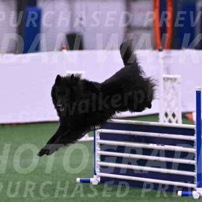 Score-Viola-Dyer-26058