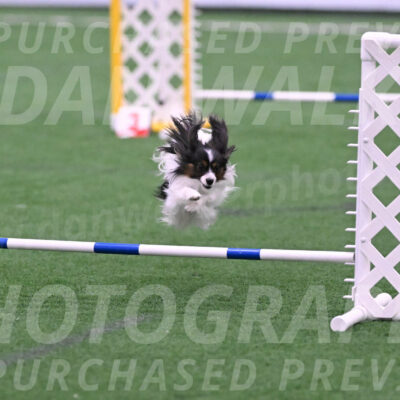 Sparky-Denise-Schneider-02370