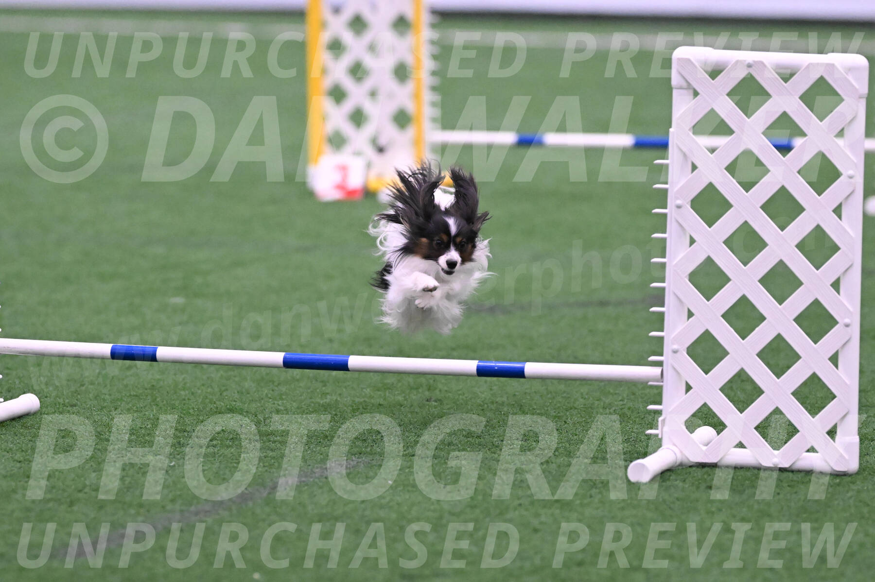 Sparky-Denise-Schneider-02370