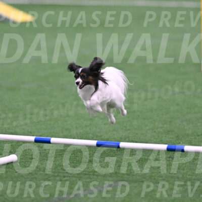 Sparky-Denise-Schneider-02393