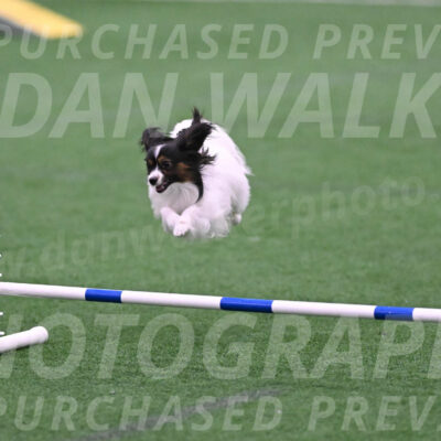 Sparky-Denise-Schneider-02394