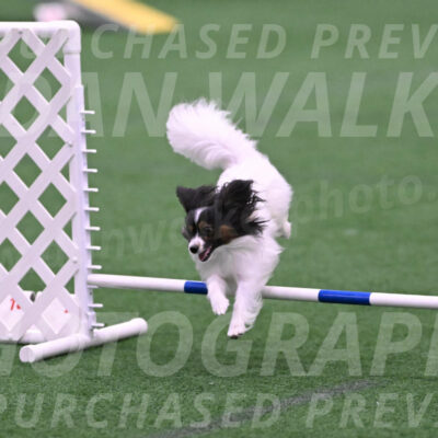 Sparky-Denise-Schneider-02396