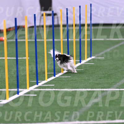 Sparky-Denise-Schneider-02409