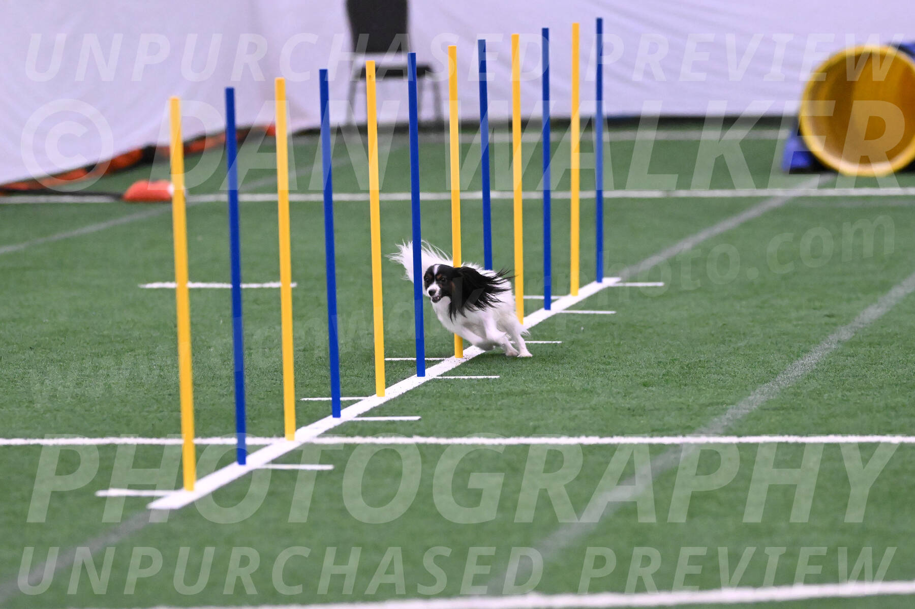 Sparky-Denise-Schneider-02409