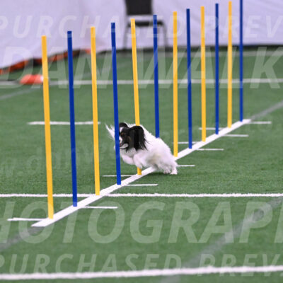 Sparky-Denise-Schneider-02413