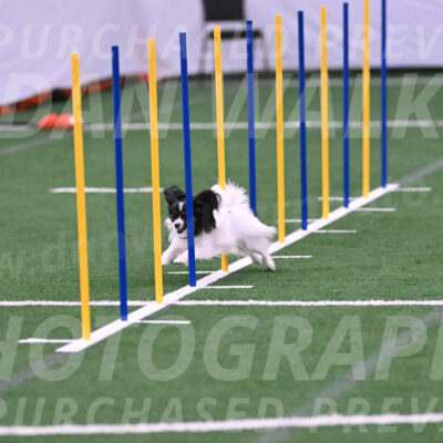 Sparky-Denise-Schneider-02414