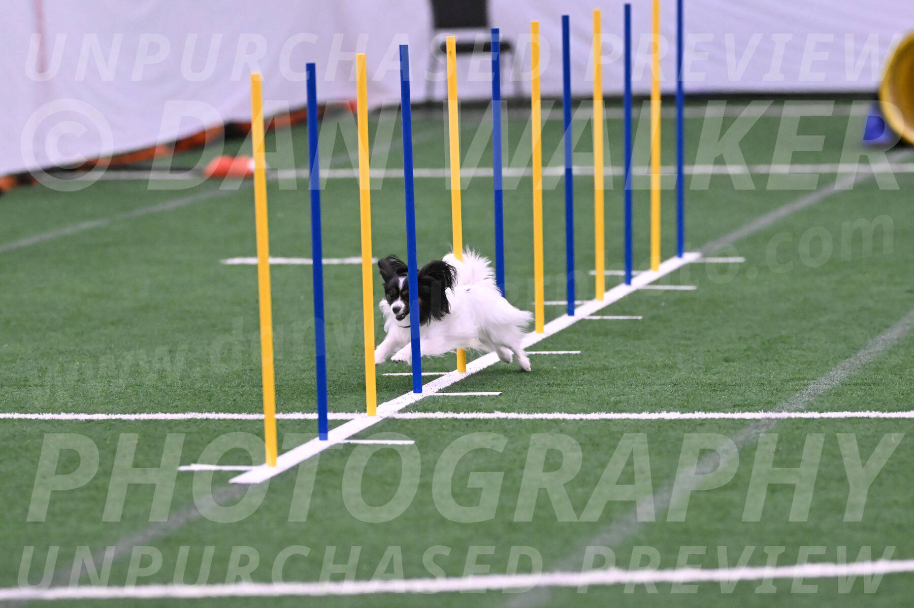 Sparky-Denise-Schneider-02414