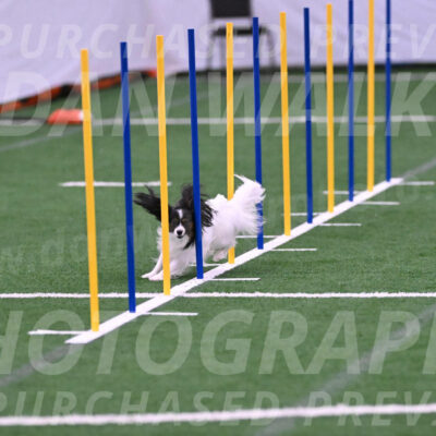 Sparky-Denise-Schneider-02415
