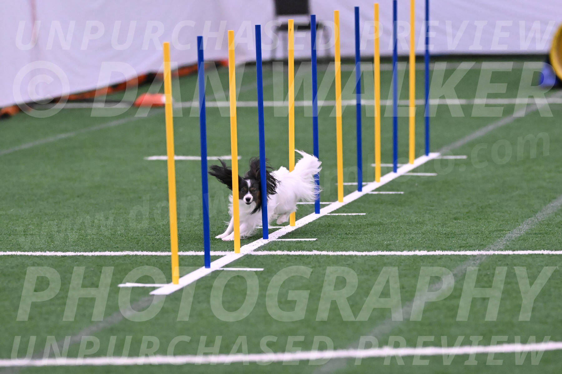 Sparky-Denise-Schneider-02415