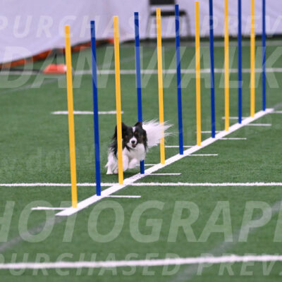 Sparky-Denise-Schneider-02416
