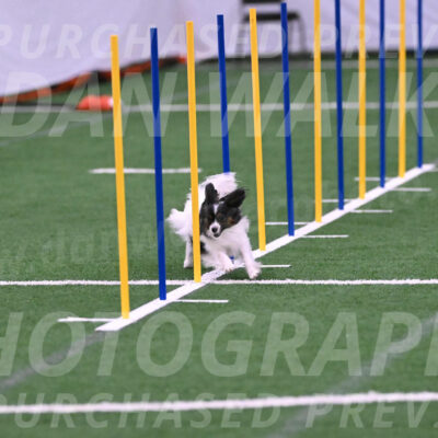 Sparky-Denise-Schneider-02417