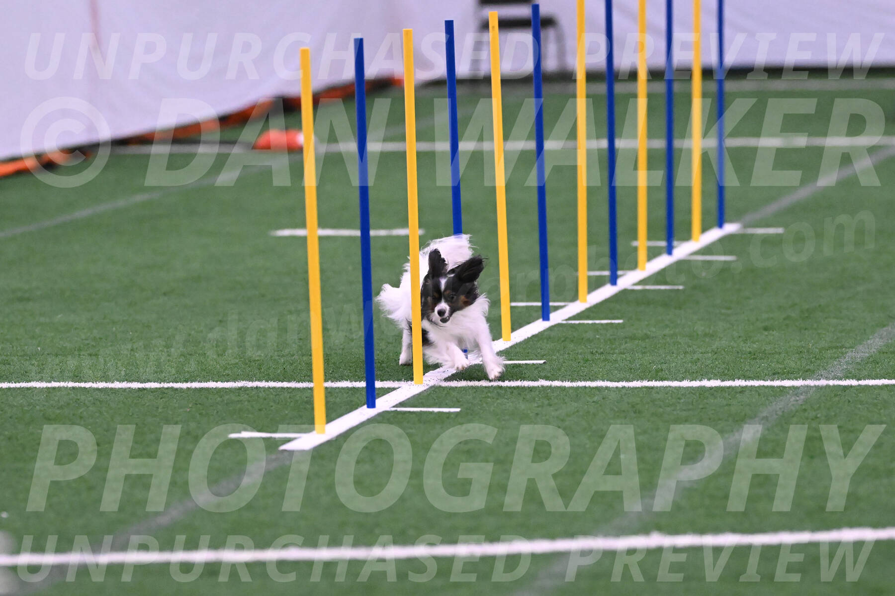 Sparky-Denise-Schneider-02417