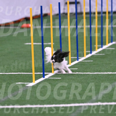 Sparky-Denise-Schneider-02418