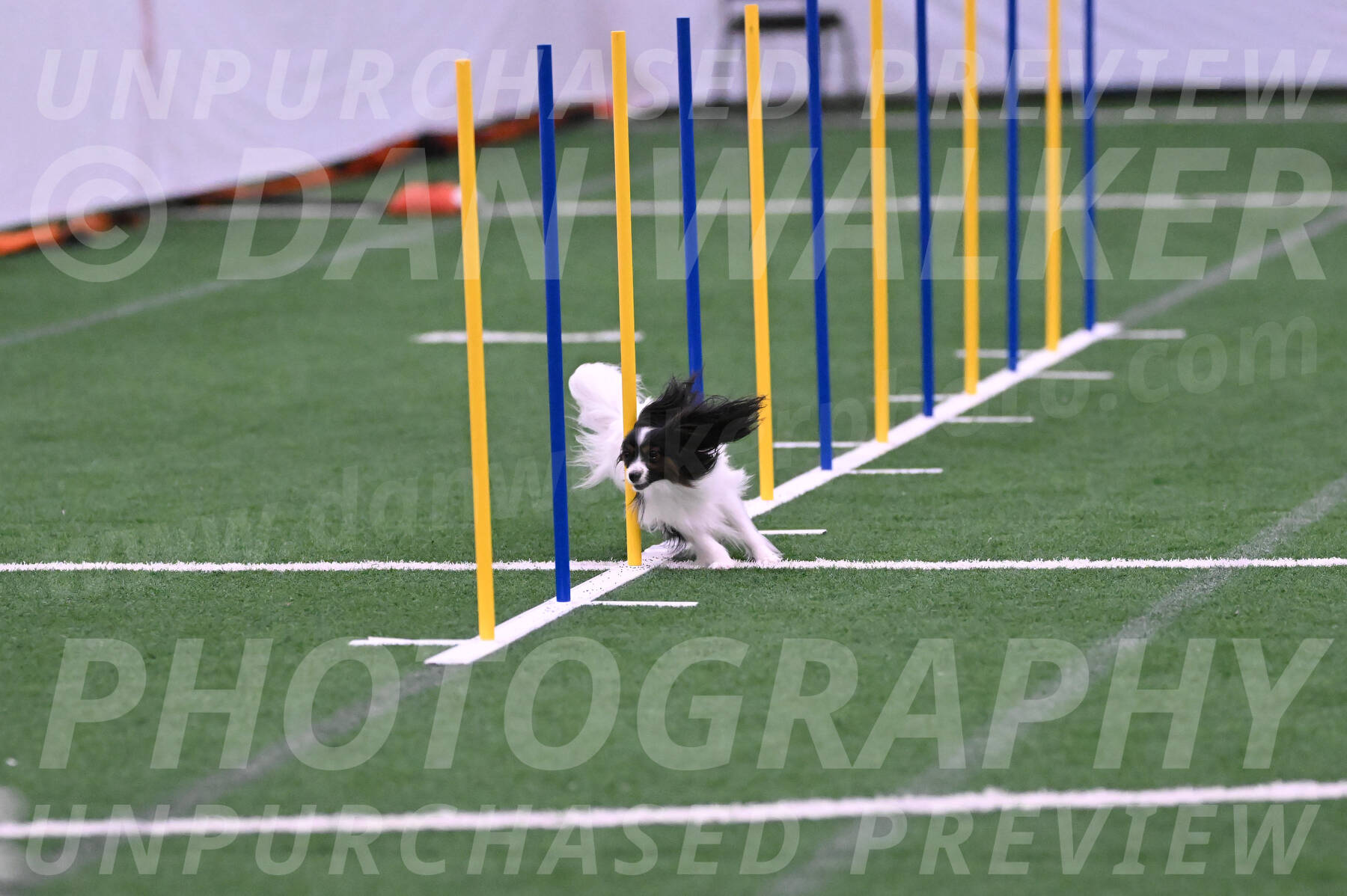 Sparky-Denise-Schneider-02418