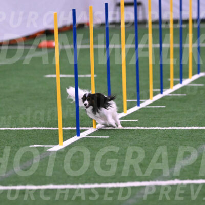 Sparky-Denise-Schneider-02419