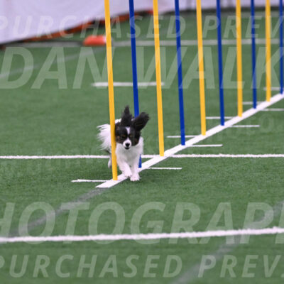 Sparky-Denise-Schneider-02423