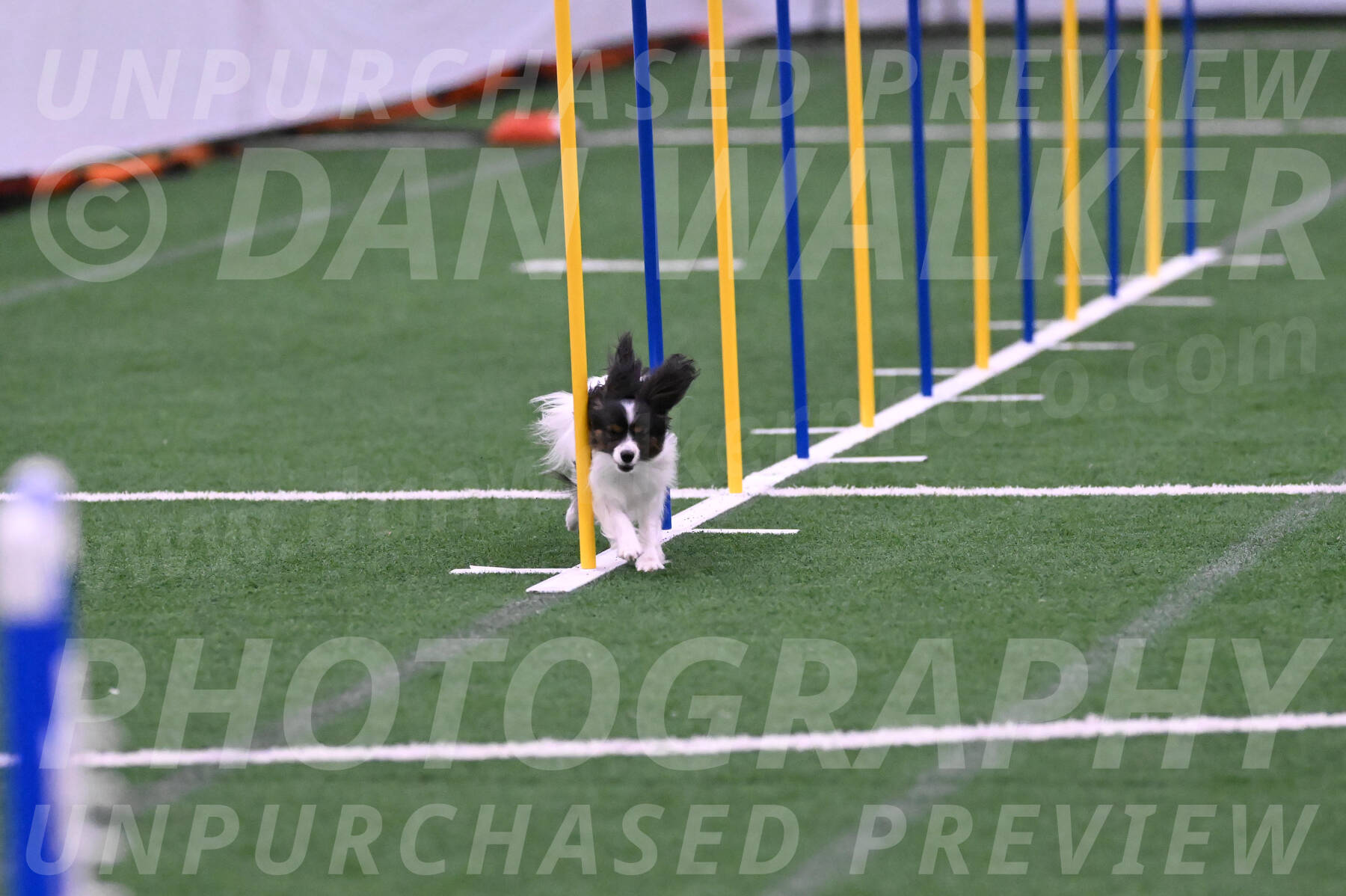Sparky-Denise-Schneider-02423