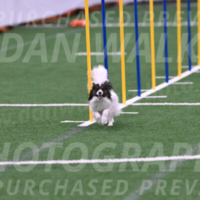 Sparky-Denise-Schneider-02425