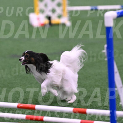 Sparky-Denise-Schneider-02432