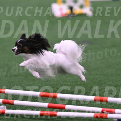 Sparky-Denise-Schneider-02433