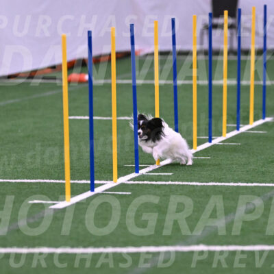 Sparky-Denise-Schneider-02439