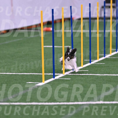 Sparky-Denise-Schneider-02443