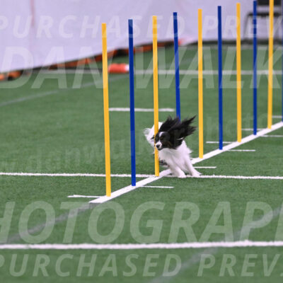 Sparky-Denise-Schneider-02444