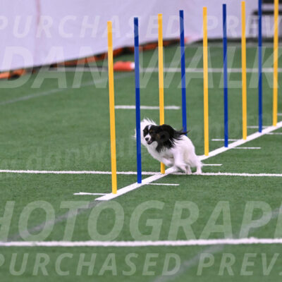 Sparky-Denise-Schneider-02445