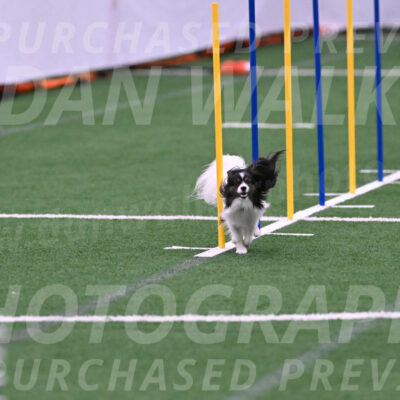 Sparky-Denise-Schneider-02450