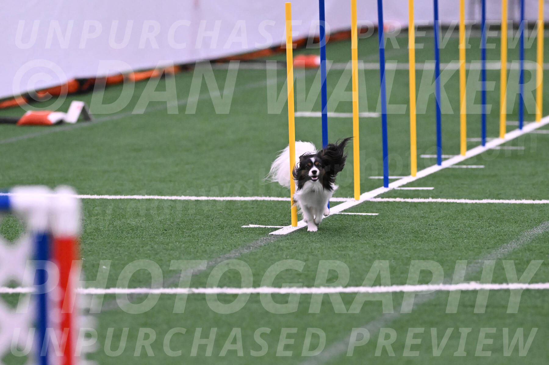 Sparky-Denise-Schneider-02450