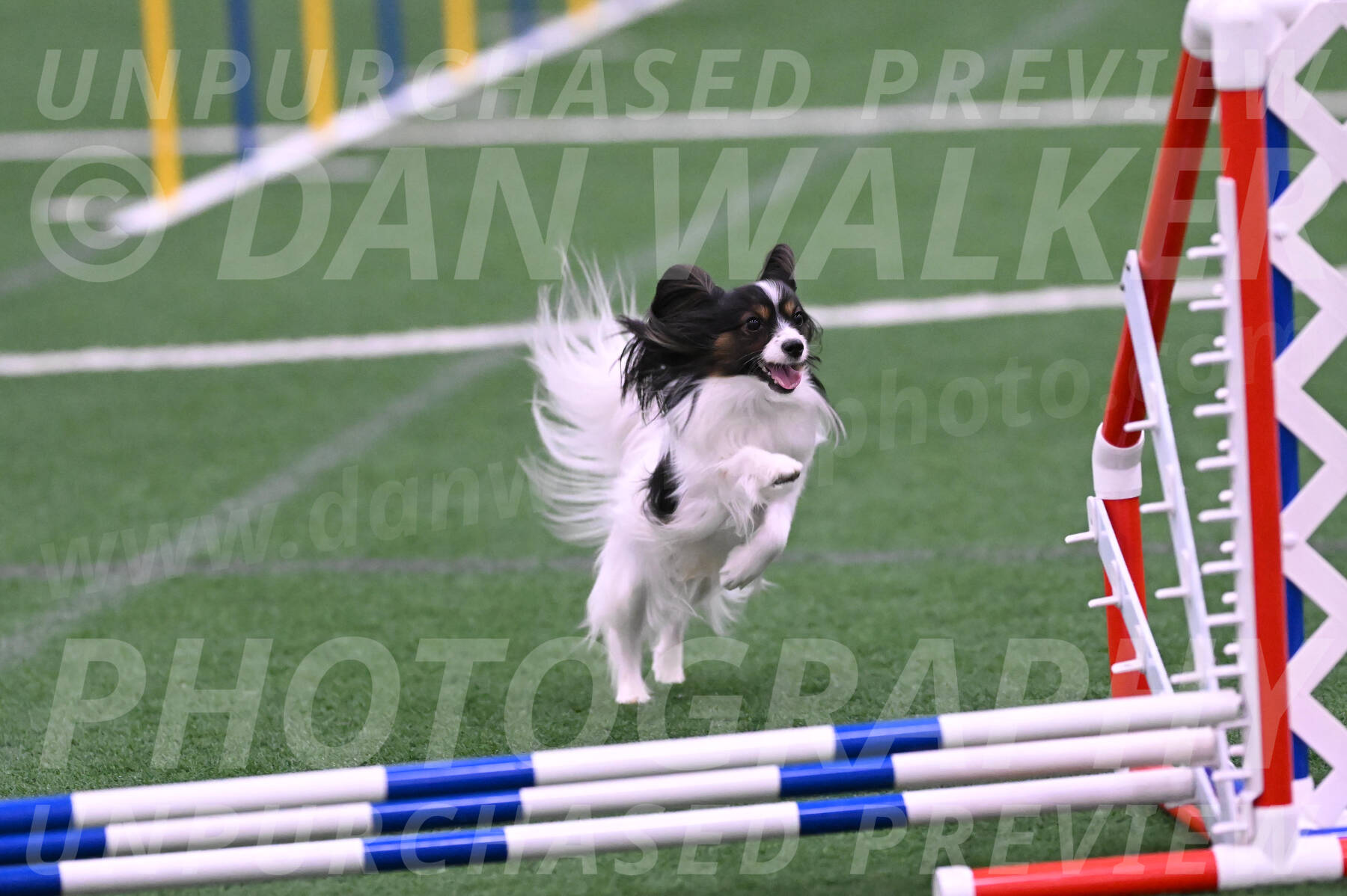Sparky-Denise-Schneider-02451