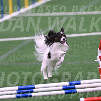 Sparky-Denise-Schneider-02451