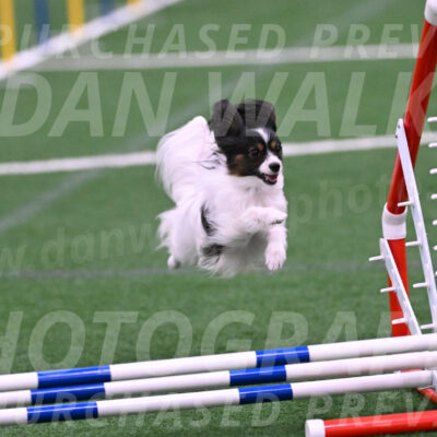 Sparky-Denise-Schneider-02452