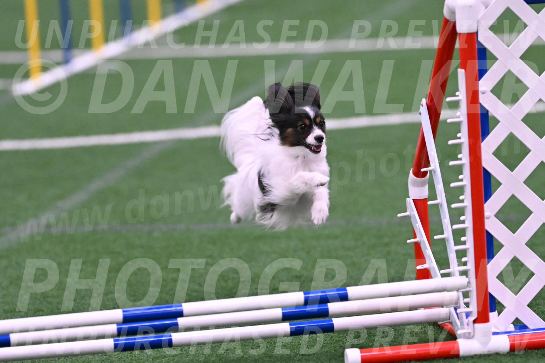 Sparky-Denise-Schneider-02452