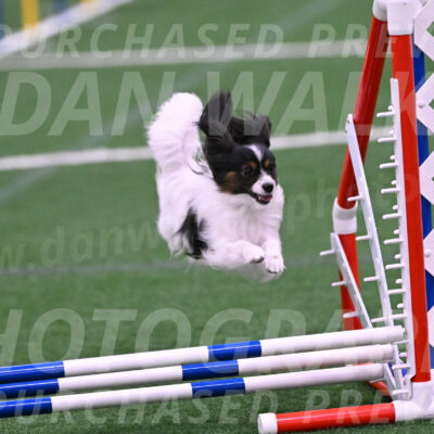Sparky-Denise-Schneider-02453