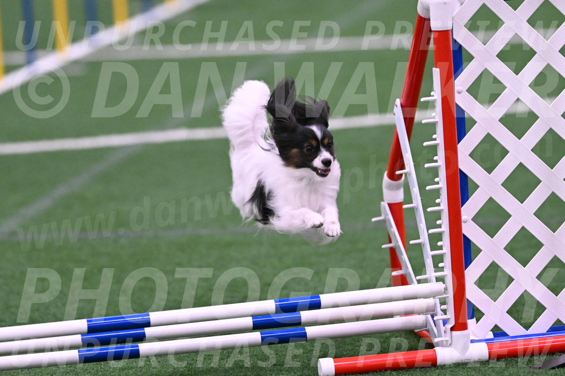 Sparky-Denise-Schneider-02453