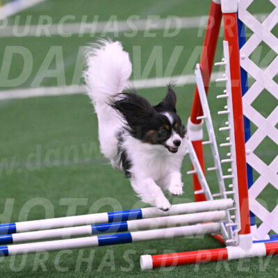 Sparky-Denise-Schneider-02454