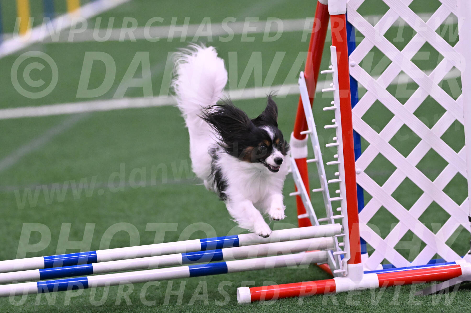 Sparky-Denise-Schneider-02454