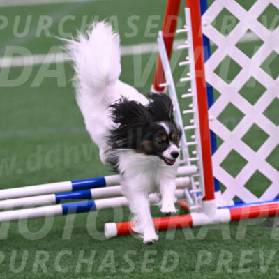 Sparky-Denise-Schneider-02455