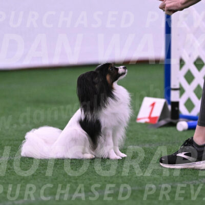 Sparky-Denise-Schneider-02456