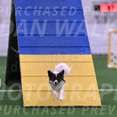 Sparky-Denise-Schneider-02460