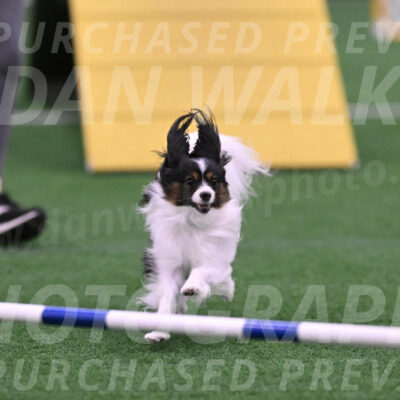 Sparky-Denise-Schneider-02463