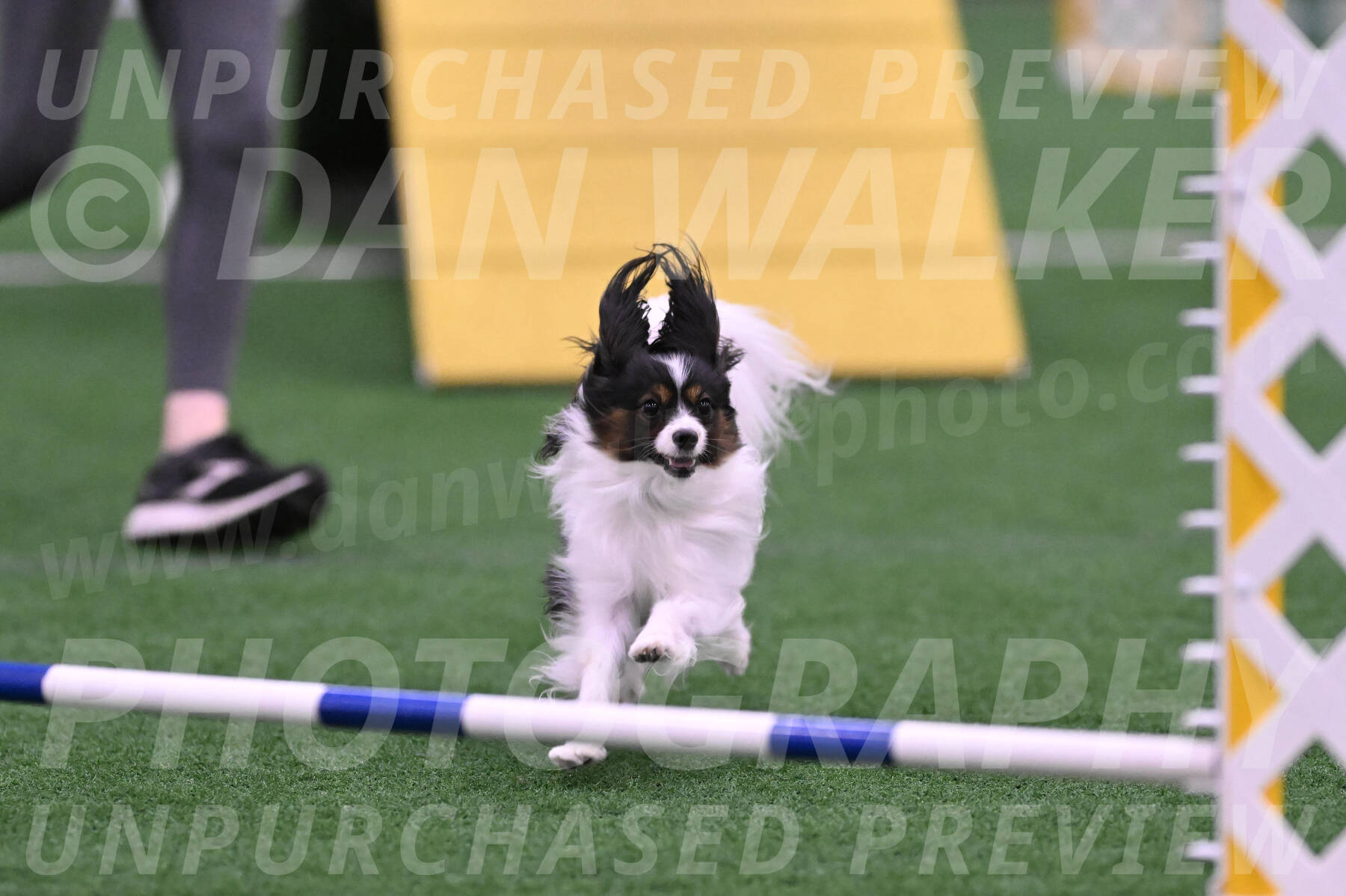 Sparky-Denise-Schneider-02463