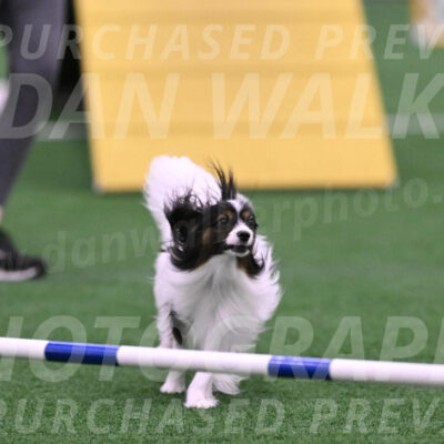 Sparky-Denise-Schneider-02464