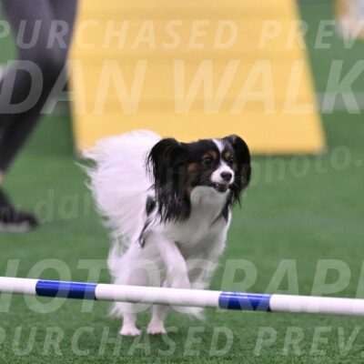 Sparky-Denise-Schneider-02465
