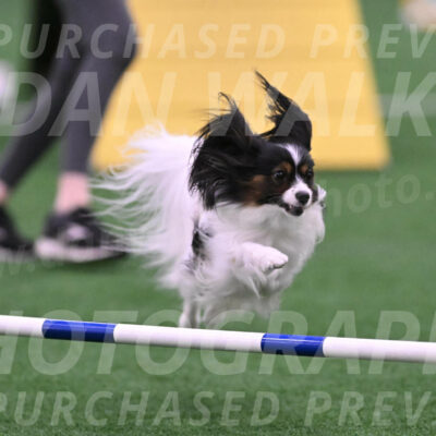Sparky-Denise-Schneider-02466