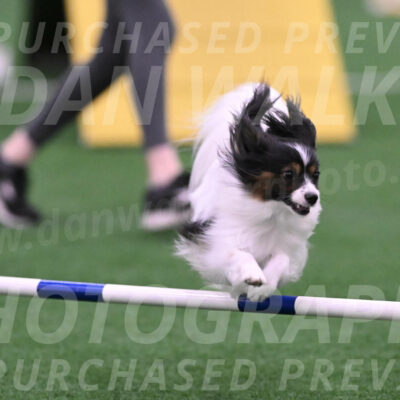 Sparky-Denise-Schneider-02467