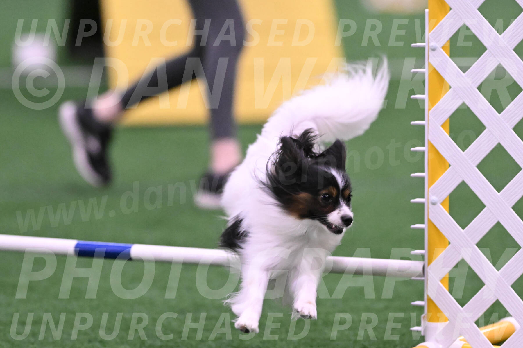 Sparky-Denise-Schneider-02468